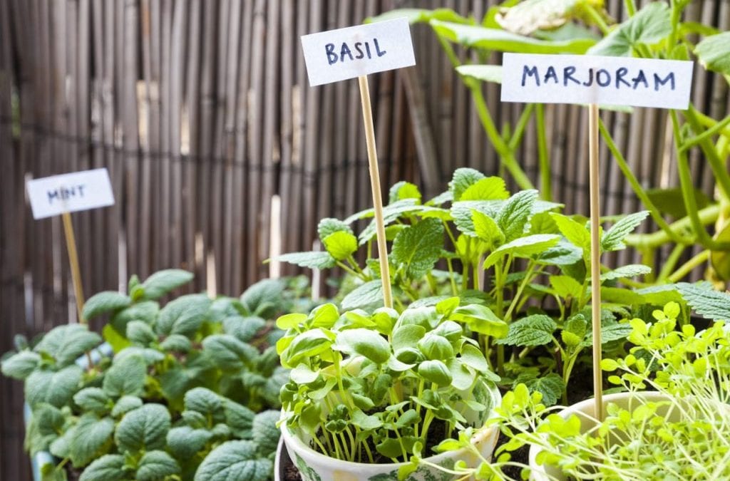 Herb garden with labeled plants: mint, basil, and marjoram.